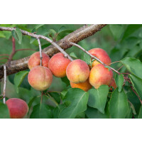 Prunus armeniaca Ungarische Beste          CAC