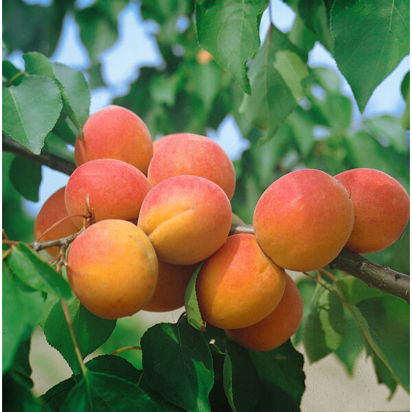 Stammhöhe ca 40-60 cm Aprikosenbaum winterhart Harcot Marille Buschform 100-150 cm Prunus armeniaca Harcot 
