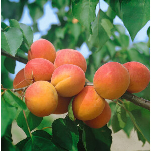 Prunus armeniaca Harcot      CAC