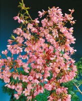 Prunus Okame                         CAC