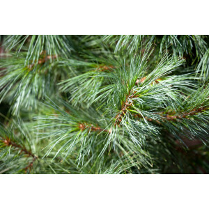 Pinus wallichiana Densa Hill
