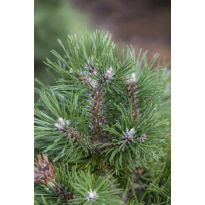 Pinus uncinata Gr&uuml;ne Welle