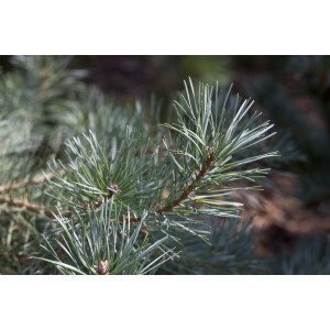 Pinus sylvestris Glauca