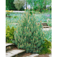 Pinus sylvestris Glauca
