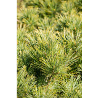 Pinus strobus Minima