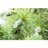 Pinus pumila Glauca