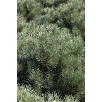 Pinus pumila Glauca