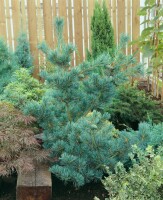 Pinus parviflora Schoons Bonsai
