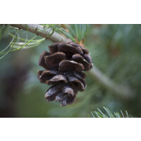 Pinus parviflora Glauca