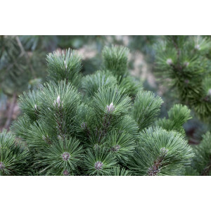 Pinus nigra Select