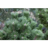 Pinus nigra Select