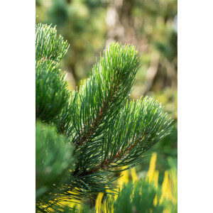 Pinus nigra Oregon Green