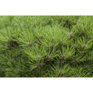 Pinus nigra Marie Bregeon  -R-