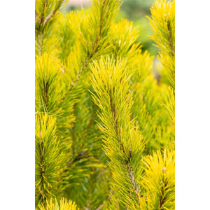 Pinus mugo Winter Gold