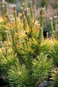 Pinus mugo Winter Gold