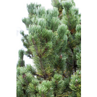 Pinus mugo Picobello