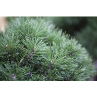 Pinus mugo Mops