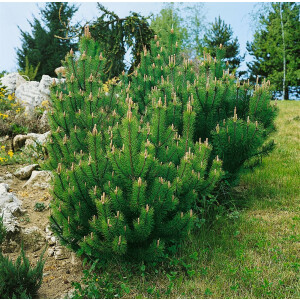 Pinus mugo Laurin