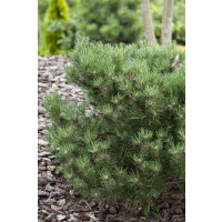Pinus mugo Laurin