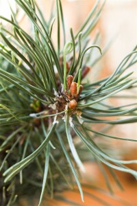 Pinus mugo Klostergrün