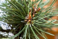 Pinus mugo Klostergrün