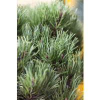 Pinus mugo Carstens Wintergold