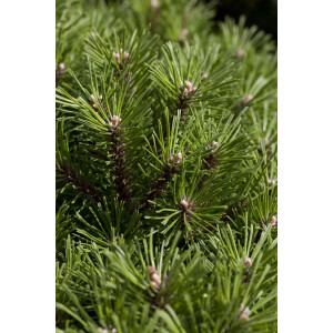 Pinus mugo Benjamin