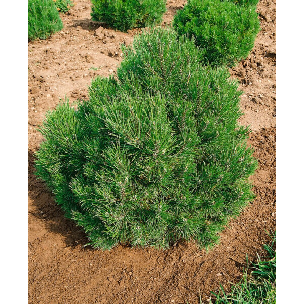 Pinus mugo Allgäu
