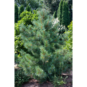 Pinus koraiensis Glauca