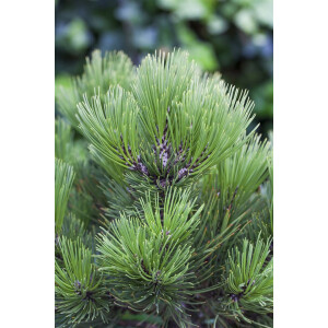 Pinus heldreichii Den Ouden