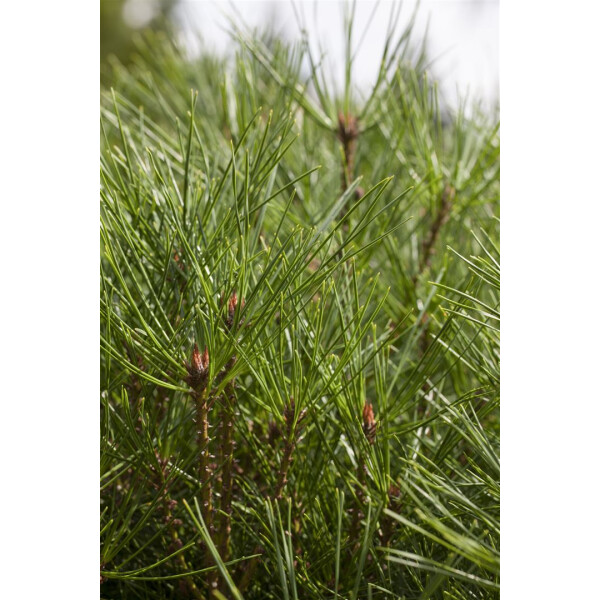 Pinus densiflora Jane Kluis