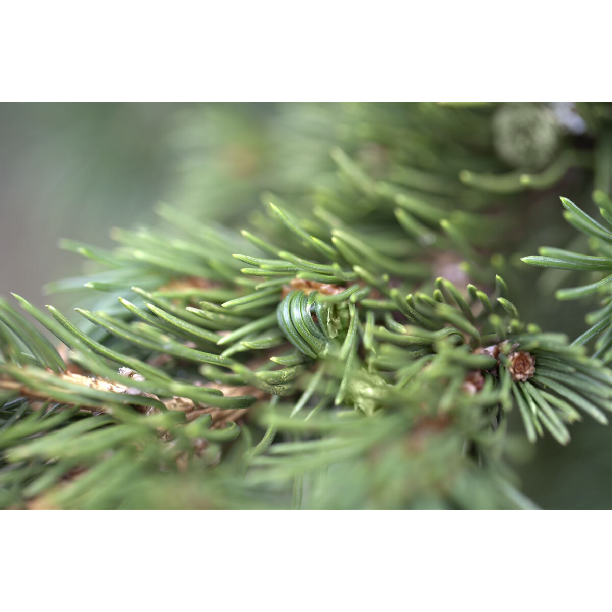Picea pungens Lucky Strike