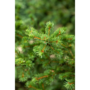 Picea pungens Lucky Strike
