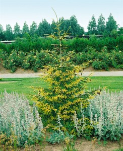 Picea orientalis Aureospicata