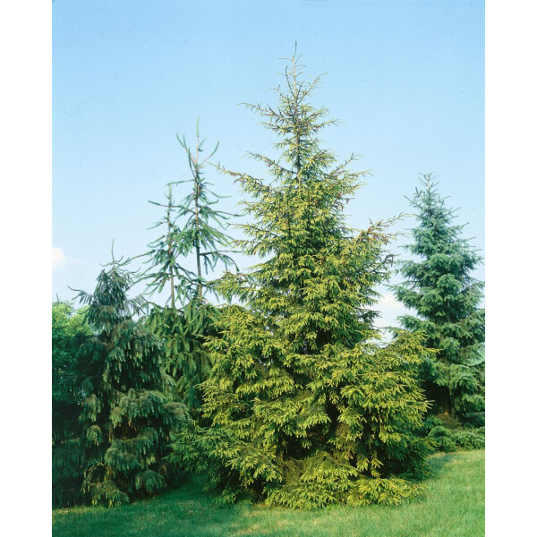 Kaukasus Fichte Aurea 20-25cm Picea Orientalis 