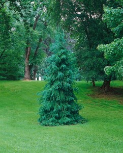Picea omorika Zuckerhut