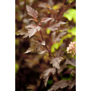 Physocarpus opulifolius Summer Wine  -R-