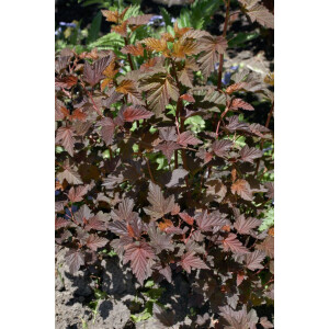 Physocarpus opulifolius Red Baron