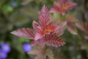 Physocarpus opulifolius Lady in Red  -R-
