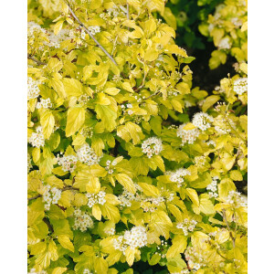 Physocarpus opulifolius Angel Gold  -R-