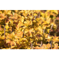 Physocarpus opulifolius Amber Jubilee  -R-