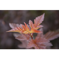 Physocarpus opulifolius Amber Jubilee  -R-