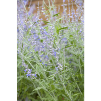 Perovskia atriplicifolia Lacey Blue  -R-