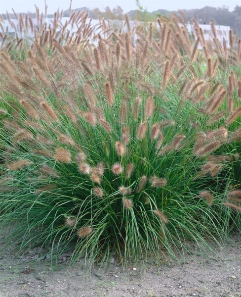 Pennisetum alopecuroides Herbstzauber im Herbstgarten