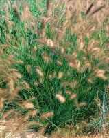 Nahaufnahme von Pennisetum alopecuroides Herbstzauber Blüten