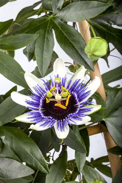 Passiflora cearulea