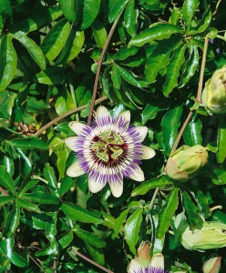 Passiflora cearulea