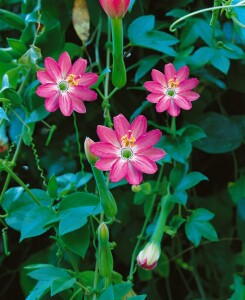 Passiflora cearulea