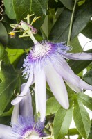 Passiflora cearulea