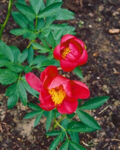 Garten Paeonia lactiflora Flame Pflanze